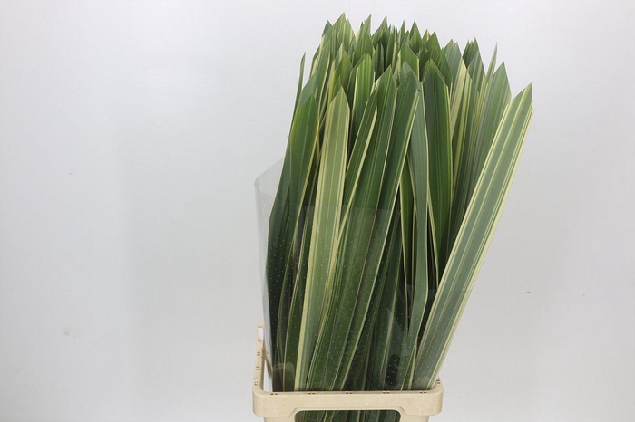 <h4>Phormium</h4>