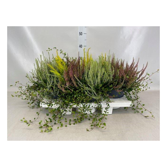 <h4>Calluna vulg.   ...</h4>