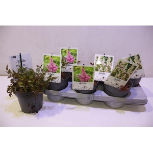 arr8 Astilb Gem 2 Kl Pink & White