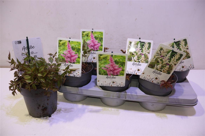 <h4>arr8 Astilb Gem 2 Kl Pink & White</h4>