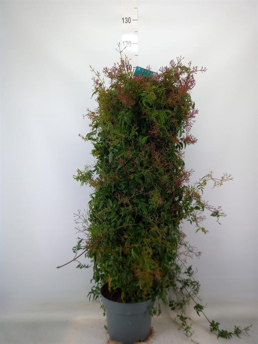 <h4>Jasminum polyanthum</h4>