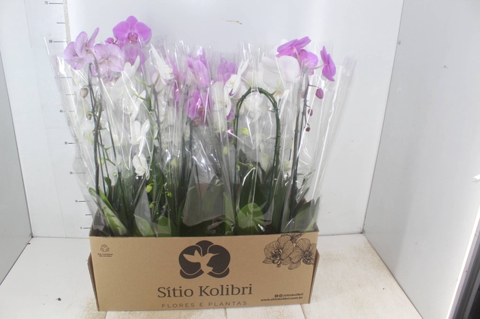 <h4>PHALAENOPSIS CASCATA P12</h4>