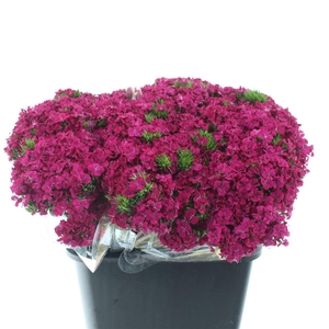 Di Barb Amazon Cherry