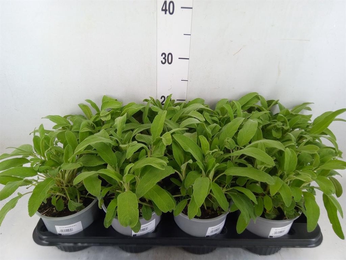 <h4>Salvia officinalis</h4>