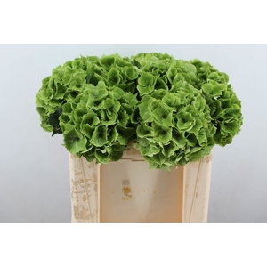 Hydrangea mag emerald classic