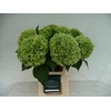 Hydrangea blizzard classic