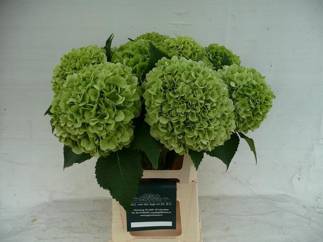 Hydrangea blizzard classic