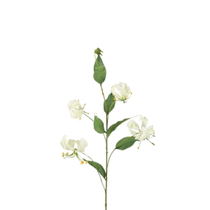 Gloriosa 86cm