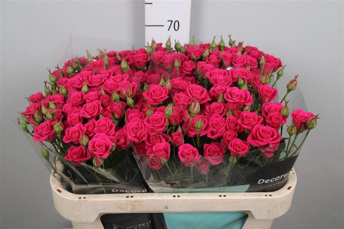 <h4>R Tr Pink Yo-yo</h4>