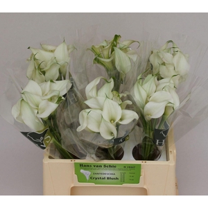 CALLA CRYSTAL BLUSH ZANT CRYSTAL BL