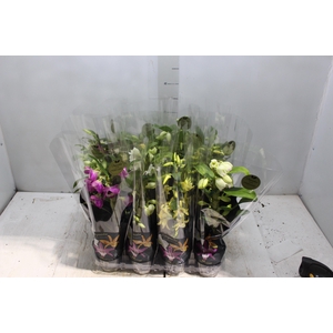 DENDROBIUM NOBILY P09 PREMIUM