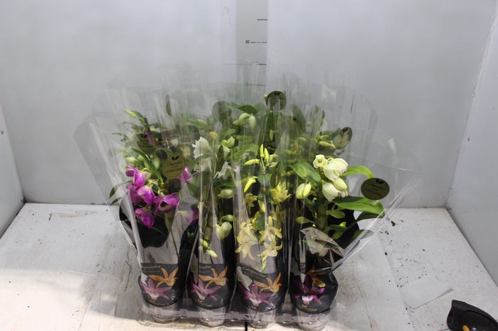 <h4>DENDROBIUM NOBILY P09 PREMIUM</h4>