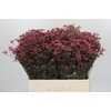 Limonium China Red