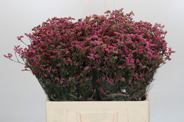 <h4>Limonium China Red</h4>