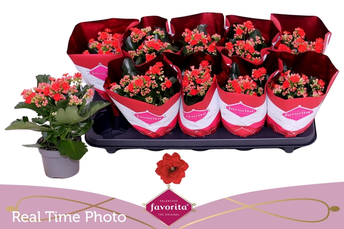 <h4>KAL GE PERFECTA RED</h4>