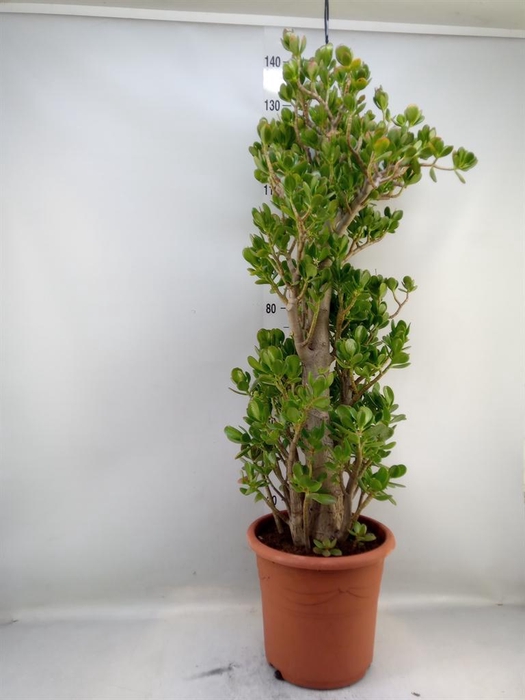 <h4>Crassula ovata</h4>