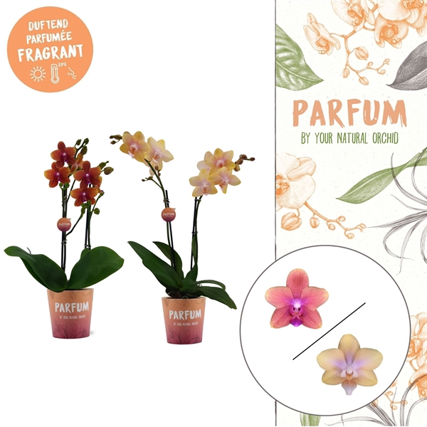 <h4>Parfum | Bolgheri mix | Phalaenopsis 2 spike</h4>