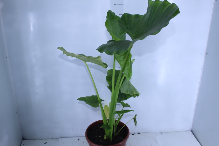 <h4>ALOCASIA MACRORRHIZOS P24</h4>