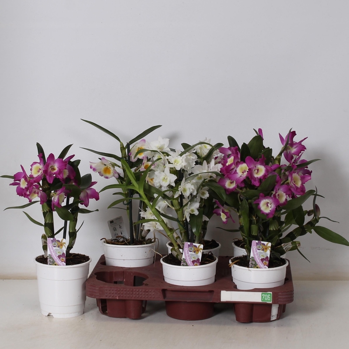 <h4>DEND NOBILE</h4>