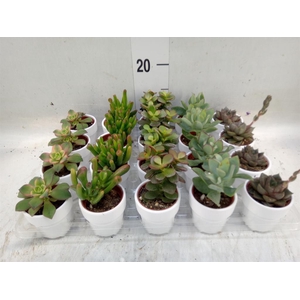Succulents   ...mix 5