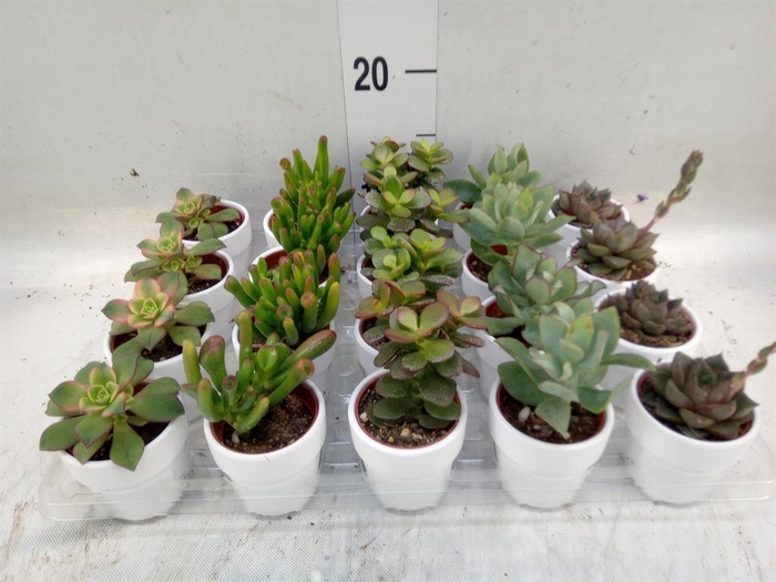 <h4>Succulents   ...mix 5</h4>