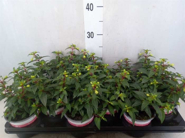 <h4>Fuchsia  'Bella Fuchsia Lisa'</h4>