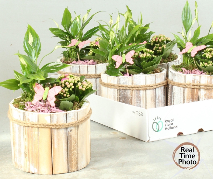 <h4>ARR KAMERPL</h4>