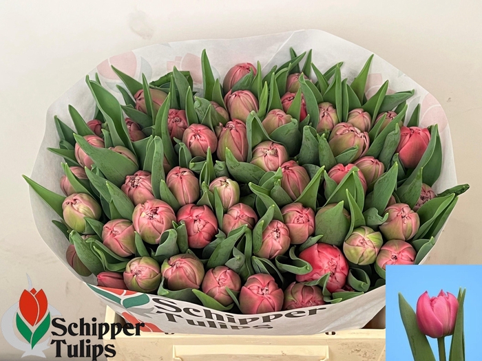 <h4>TU DU DUTCH CROWN</h4>