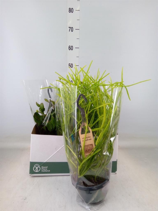 <h4>Rhipsalis   ...mix</h4>