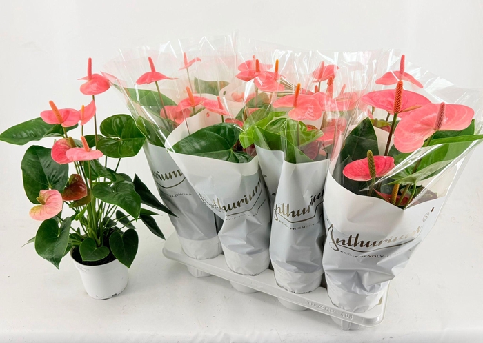 <h4>Anthu An Spirit</h4>