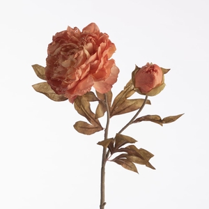 AF Paeo Dried x2 71cm Peach