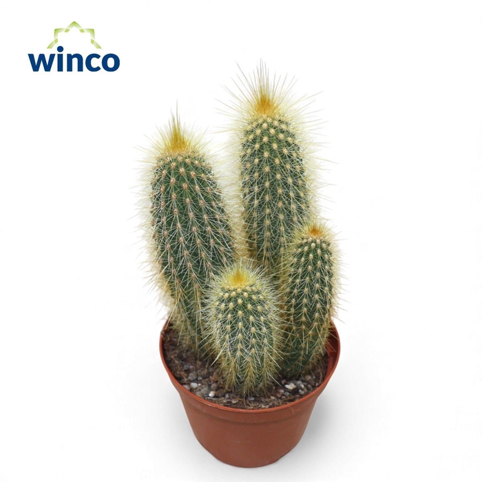 <h4>Vatricania Guentheri</h4>