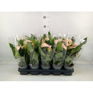 Anthurium andr. 'Joli Peach'