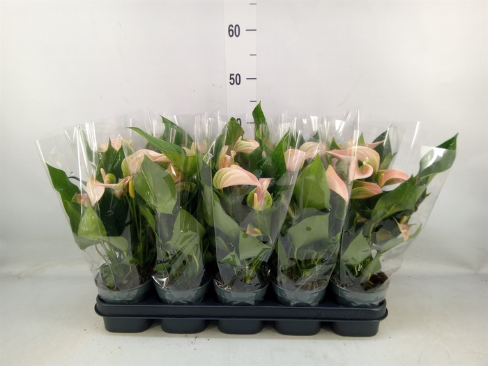 <h4>Anthurium andr. 'Joli Peach'</h4>