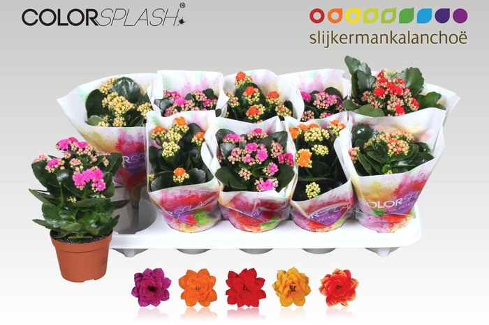 <h4>KAL GE GEM 5 KL</h4>