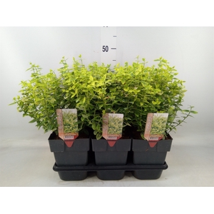 Euonymus fortunei 'Emerald n Gold'