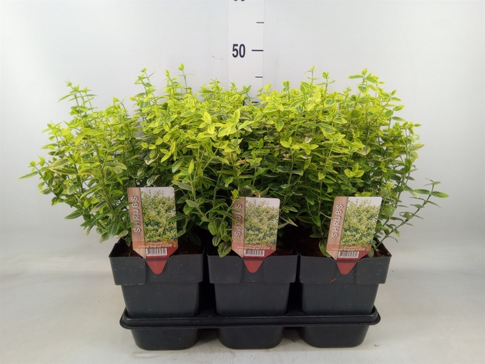 <h4>Euonymus fortunei 'Emerald n Gold'</h4>