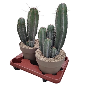 LEMAIREOCEREUS STELLATUS - POT Ø 20 (CACTUS)