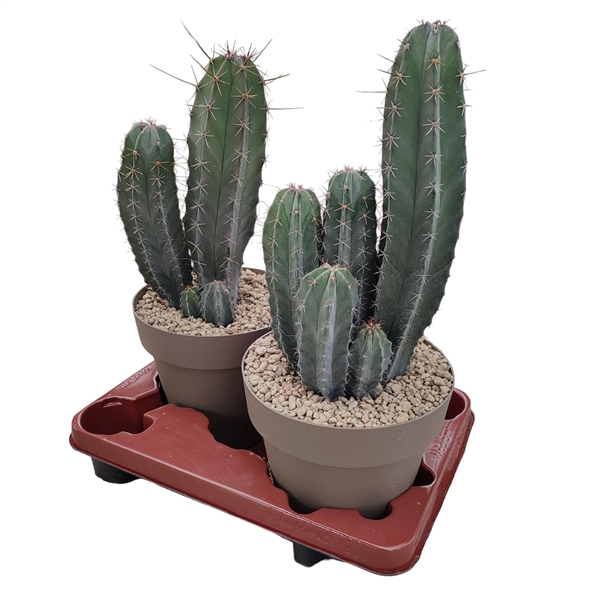 <h4>LEMAIREOCEREUS STELLATUS - POT Ø 20 (CACTUS)</h4>