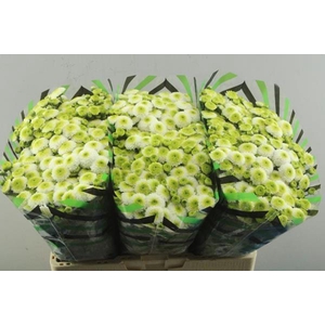 Chr San Maverick White (cry)