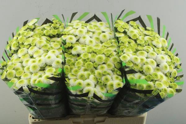 <h4>Chr San Maverick White (cry)</h4>