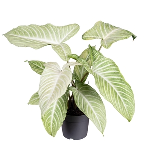 Overig planten