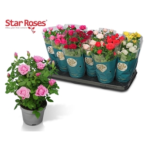 Rosa  'Star Roses'   ...mix