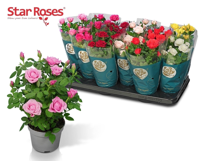 <h4>Rosa  'Star Roses'   ...mix</h4>