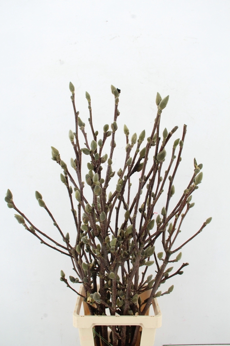 <h4>MAGNOLIA SATISFACTION PER STEM 110CM</h4>