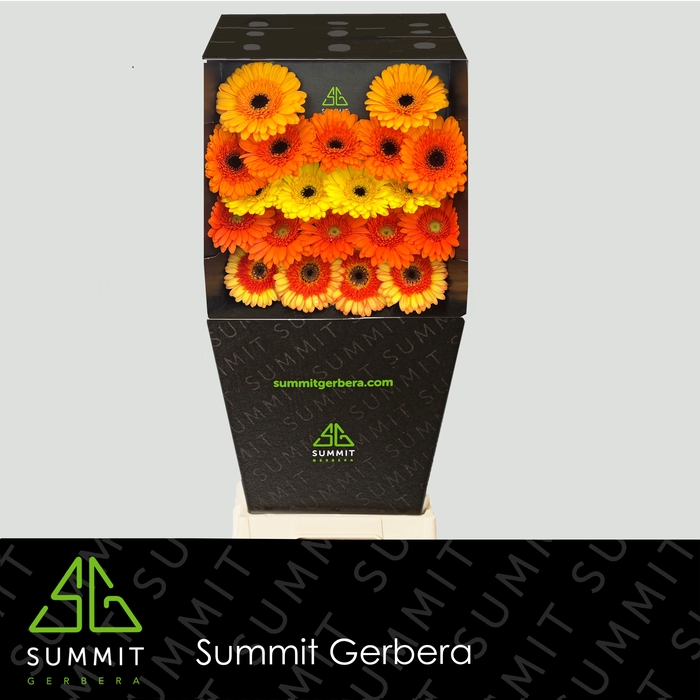 <h4>Ge Mi Mix Summer Mix Diamond Summit</h4>
