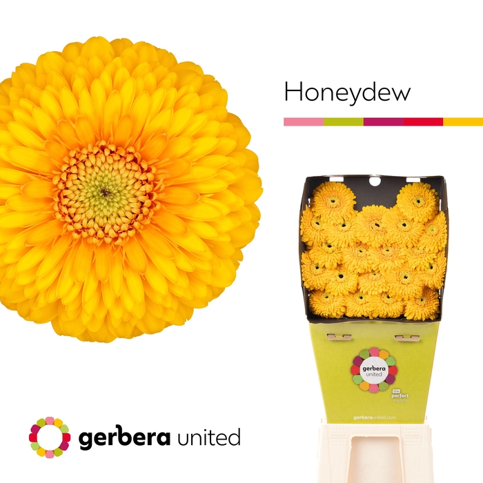 <h4>Germini Pomponi Honeydew Diamond</h4>