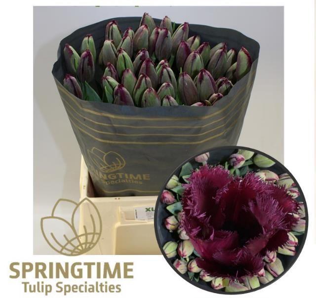 <h4>TU FR GORILLA</h4>