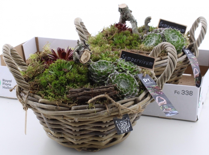 <h4>ARR SEMPERVIVUM</h4>