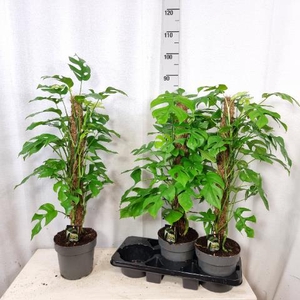 Monstera Minima 19Ø 90cm